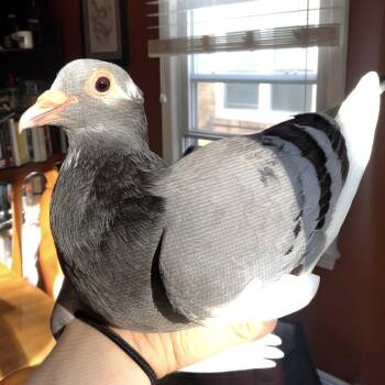 Trident -  Pigeon Bird for Adoption in Chicago, Illinois - Trident | PetCurious
