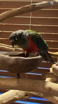 Conure Birds Available for Adoption in Middletown Township, New Jersey - Winston (Winny) | PetCurious