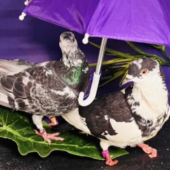Juniper & Skipper (married couple) -  Pigeon Bird for Adoption in Chicago, Illinois - Juniper & Skipper (married Couple) | PetCurious