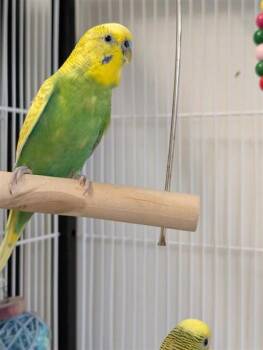 Emmett -  Parakeet Bird for Adoption in Montreal, Quebec - Emmett | PetCurious