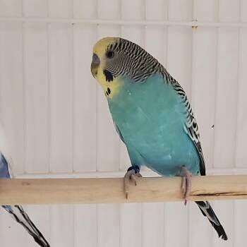 Nebula -  Parakeet Bird for Adoption - Nebula | PetCurious