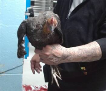 Chicken Birds Available for Adoption in Albuquerque, New Mexico - BETTY | PetCurious