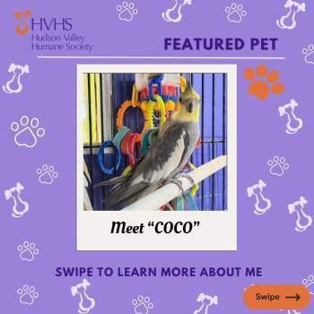 Cockatiel Birds Available for Adoption in Pomona, New York - COCO | PetCurious