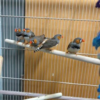 POSEIDON -  Finch Bird for Adoption in Boston, Massachusetts - POSEIDON | PetCurious