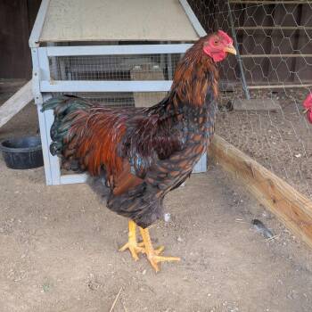 Dot -  Chicken Bird for Adoption in Cooperstown, New York - Dot | PetCurious