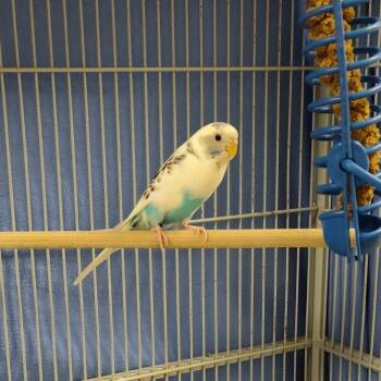 Parakeet Birds Available for Adoption in Cedar Rapids, Iowa - Azure | PetCurious