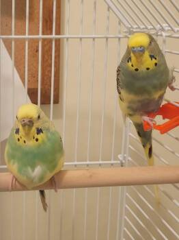 Budgie Holly and Conway Tweety -  Parakeet Bird for Adoption in West Newton, Pennsylvania - Budgie Holly And Conway Tweety | PetCurious