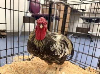 MR.ROOSTER -  Chicken Bird for Adoption in Loveland, Colorado - MR.ROOSTER | PetCurious