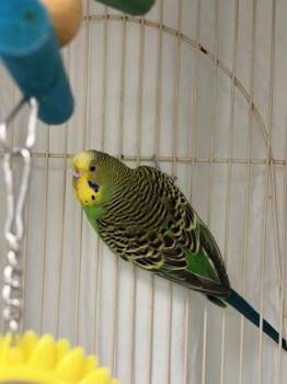Princess Peach -  Parakeet Bird for Adoption in Lowell, Massachusetts - Princess Peach | PetCurious