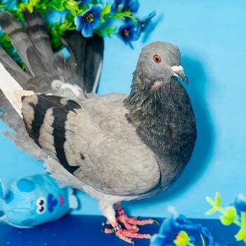Pigeon Birds Available for Adoption - Forest | PetCurious