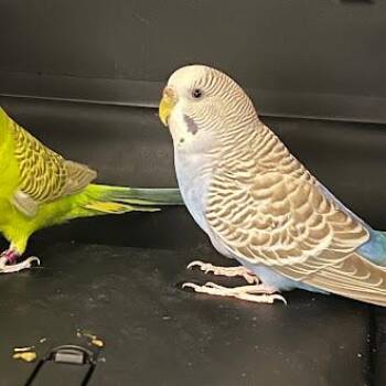 SKY -  Parakeet Bird for Adoption in Las Vegas, Nevada - SKY | PetCurious