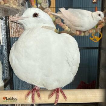 Dove Birds Available for Adoption in Hamilton, Ontario - Crystal (bonded To Diamond) | PetCurious