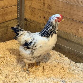 CHER -  Chicken Bird for Adoption in Methuen, Massachusetts - CHER | PetCurious