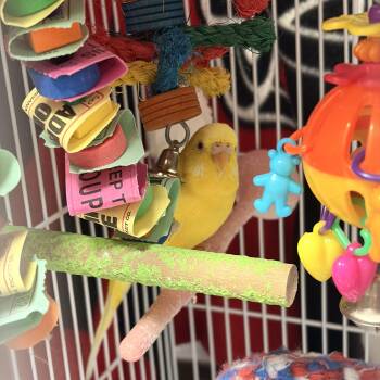 Lottie -  Parakeet Bird for Adoption in Saint Charles, Missouri - Lottie | PetCurious