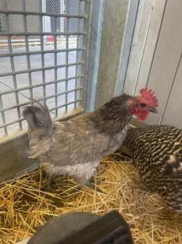 MINEY -  Chicken Bird for Adoption in Loveland, Colorado - MINEY | PetCurious