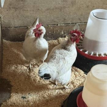 Edith -  Chicken Bird for Adoption - Edith | PetCurious