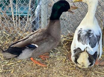 Duck Birds Available for Adoption - SHAWN | PetCurious