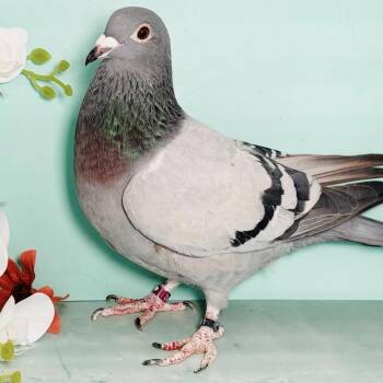 Pigeon Birds Available for Adoption in Chicago, Illinois - Ted | PetCurious
