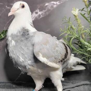 Bernadette-Seraphina -  Pigeon Bird for Adoption in Chicago, Illinois - Bernadette-Seraphina | PetCurious