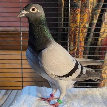 Biggie -  Pigeon Bird for Adoption in Chicago, Illinois - Biggie | PetCurious