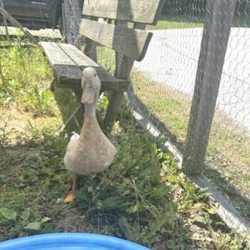 Ducky -  Duck Bird for Adoption - Ducky | PetCurious