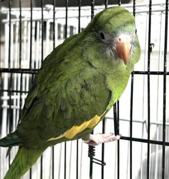 Parakeet Birds Available for Adoption in Pittsburgh, Pennsylvania - Buddy | PetCurious