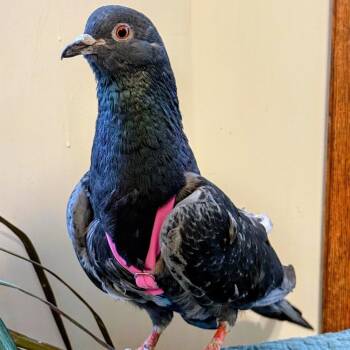 Pigeon Birds Available for Adoption - Ilmo | PetCurious