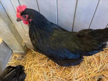 Chicken Birds Available for Adoption in Loveland, Colorado - LORETTA | PetCurious