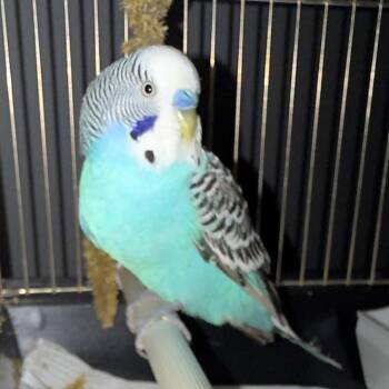 Fidget - 61311592 -  Parakeet Bird for Adoption in Elko, Nevada - Fidget - 61311592 | PetCurious