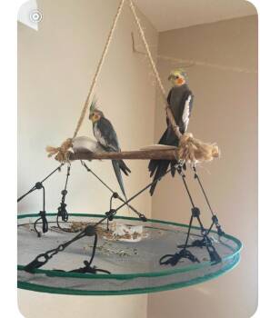 Parakeet Birds Available for Adoption - Phoenix, Susie And Catcher | PetCurious