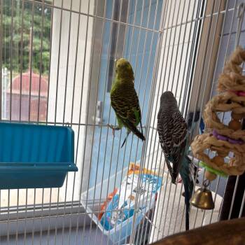 Hawk -  Parakeet Bird for Adoption in Brockton, Massachusetts - Hawk | PetCurious