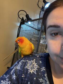 Conure Birds Available for Adoption - Sunny | PetCurious