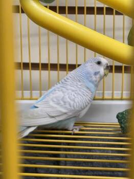 KIWI -  Parakeet Bird for Adoption in Aliquippa, Pennsylvania - KIWI | PetCurious