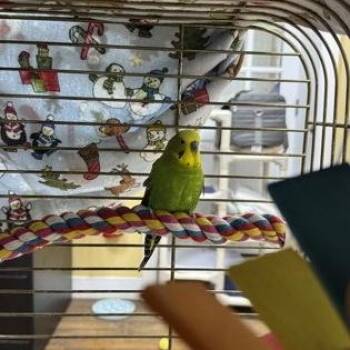 Richie -  Parakeet Bird for Adoption in Philadelphia, Pennsylvania - Richie | PetCurious
