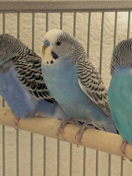 Budgie Budgerigar Birds Available for Adoption in Fairfax, Virginia - Chupacabra | PetCurious