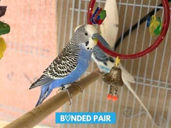 Parakeet Birds Available for Adoption - BLUEY | PetCurious