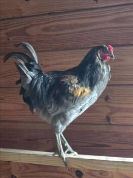 LEGHORN -  Chicken Bird for Adoption in Derwood, Maryland - LEGHORN | PetCurious