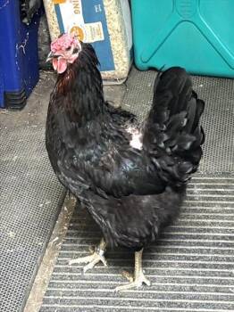 PALADINA -  Chicken Bird for Adoption in Dedham, Massachusetts - PALADINA | PetCurious