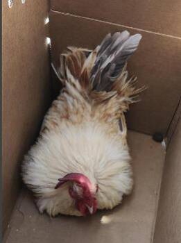 1-1 -  Chicken Bird for Adoption in San Antonio, Texas - 1-1 | PetCurious