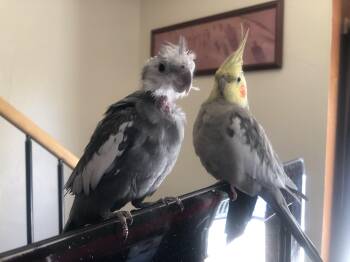 Freya & Thatcher -  Cockatiel Bird for Adoption in Ssl, Utah - Freya & Thatcher | PetCurious