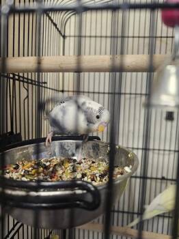 Parakeet Birds Available for Adoption - A1261734 | PetCurious