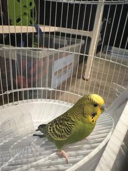Muthu -  Budgie Budgerigar and Parakeet Bird for Adoption in Montreal, Quebec - Muthu | PetCurious