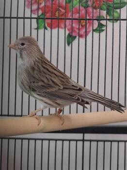 gris -  Canary Bird for Adoption in Montreal, Quebec - Gris | PetCurious