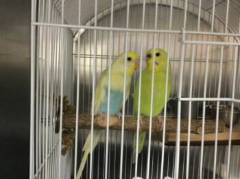 Parakeet Birds Available for Adoption in Thousand Palms, California - ARIZONA | PetCurious