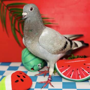Pigeon and Dove Birds Available for Adoption - Earl Grey | PetCurious