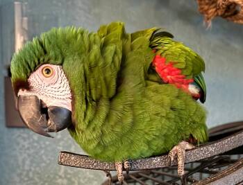 Meet Harley The Severe Macaw - Prefers a Lady Available Friday 1 -  Macaw Bird for Adoption in Vancouver, Washington - Meet Harley The Severe Macaw - Prefers A Lady Available Friday 1 | PetCurious