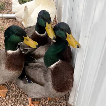 Egg Benedict -  Duck Bird for Adoption in Cheyenne, Wyoming - Egg Benedict | PetCurious