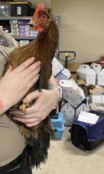 A303820 -  Chicken Bird for Adoption in Anchorage, Alaska - A303820 | PetCurious