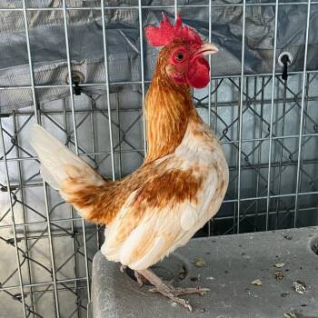Chicken Birds Available for Adoption - 103036 | PetCurious