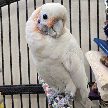 Ellie -  Cockatoo Bird Available for Adoption in Kanab, Utah - Ellie | PetCurious